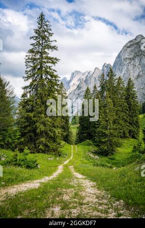 Wanderweg im Kiefernwald mit Alpenbergen im Hintergrund, Gosau Region, Österreich. Stockfoto