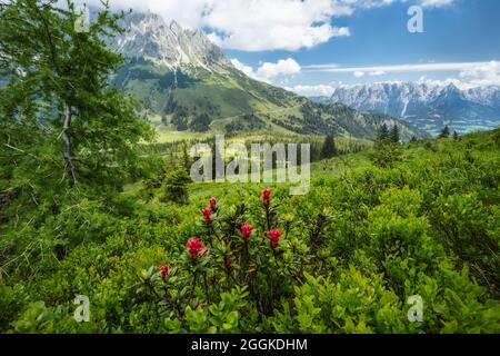 Alpenrose und grünes Laub auf Wanderweg. Wilder Kaiser Berge im Hintergrund, Tirol - Österreich Stockfoto