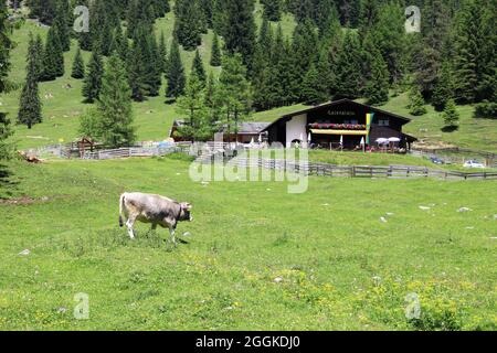 Europa, Österreich, Tirol, Leutasch, Leutaschtal, Gaistal, Gaistalalm, traumhaft, Kühe auf der Weide, Weg, Stockfoto