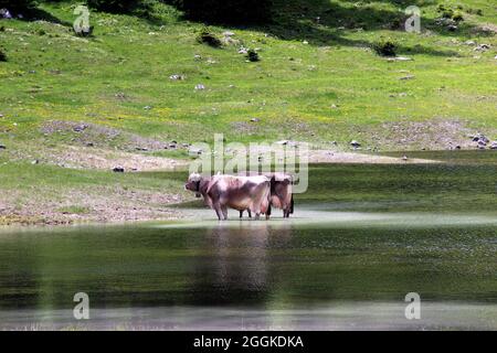 Zwei Kühe mit Glocken kühlen sich am Igelsee im Gaistal bei Ehrwald ab. Österreich, Tirol, Leutasch, Leutaschtal, Gaistal, Gebirge, Alpen, Wettersteingebirge Stockfoto