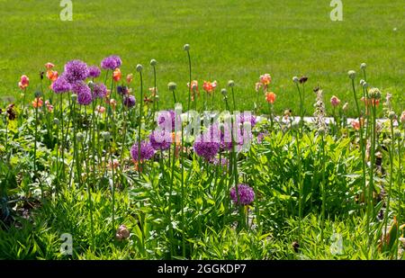 Lila Zierzwiebel, riesige Zwiebel, Allium, Inspiration Nature, State Garden Show, Ingolstadt 2020, neue Amtszeit 2021, Ingolstadt, Bayern, Deutschland, Europa Stockfoto