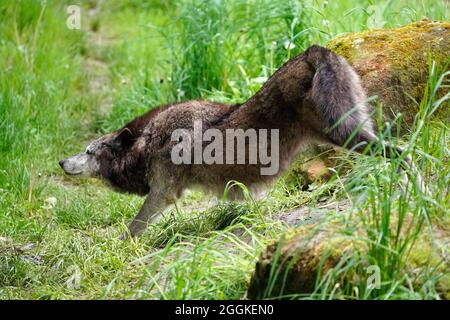 Holzwolf, amerikanischer Wolf (Canis lupus occidentalis), Deutschland Stockfoto