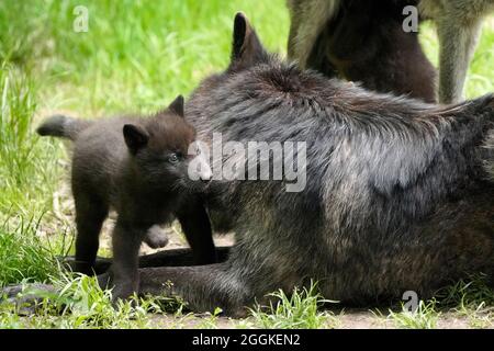 Holzwolf, amerikanische Wolf (Canis lupus occidentalis) Welpen in Höhlen, Deutschland Stockfoto