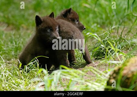 Holzwolf, amerikanische Wolf (Canis lupus occidentalis) Welpen in Höhlen, Deutschland Stockfoto