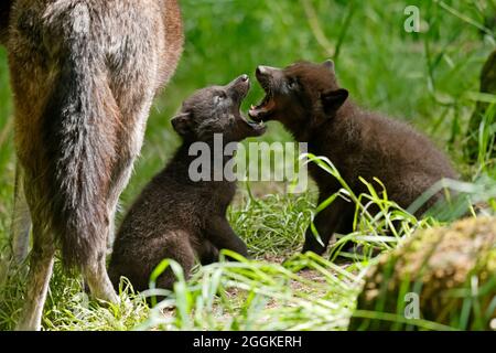 Holzwolf, amerikanische Wolf (Canis lupus occidentalis) Welpen in Höhlen, Deutschland Stockfoto