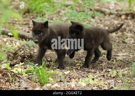 Holzwolf, amerikanische Wolf (Canis lupus occidentalis) Welpen in Höhlen, Deutschland Stockfoto