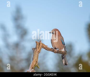 Eurasischer Eichelhäher oder Garrulus glandarius-Vogel, der auf einem trockenen Baumzweig thront Stockfoto