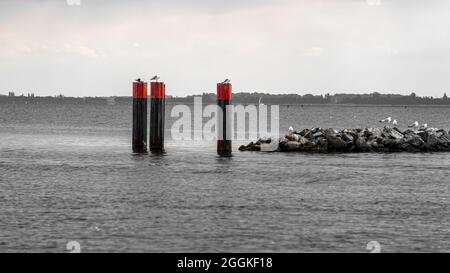 Deutschland, Mecklenburg-Vorpommern, Kloster, Möwen auf Pfählen sitzend, Klosterhafeneingang, Badeort Hiddensee Stockfoto