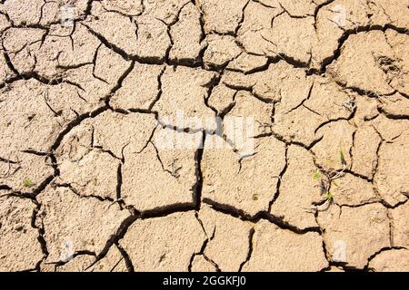 Dürre und Hitze am Forggensee Stockfoto