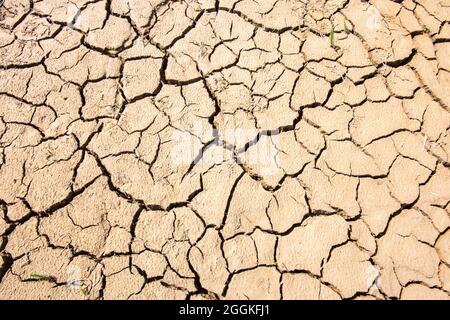 Dürre und Hitze am Forggensee Stockfoto