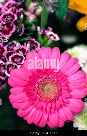 Gerberas in einem bunten Bouquet Stockfoto