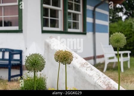 Deutschland, Mecklenburg-Vorpommern, Vitte, Zwiebeln wachsen vor dem ehemaligen Sommerhaus der dänischen Stummfilmdiva Asta Nielsen Stockfoto