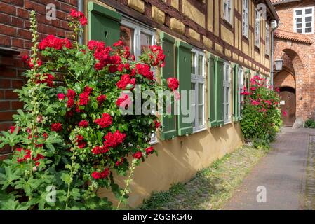 Deutschland, Mecklenburg-Vorpommern, Stralsund, Rosen blühen vor einem Fachwerkhaus am Johanniskloster, der Hansestadt Stralsund Stockfoto