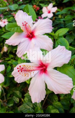 Der Rose Hibiscus (Hibiscus rosa-sinensis) 'Apfelblüte' Stockfoto