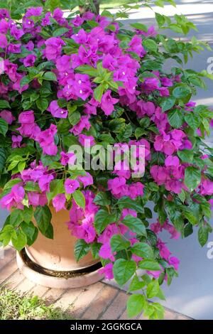 Bougainvillea in einem Eimer Stockfoto