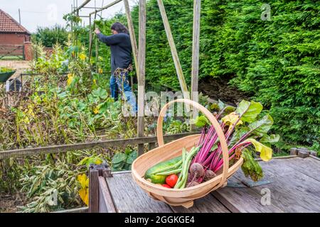 Ein Trug mit gepflücktem Gemüse aus eigenem Anbau und einer Frau, die im Garten arbeitet. Stockfoto