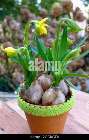 Gefüllter Zwergdaffodil (Narcissus cyclamineus) 'Tete Boucle' in einem Topf Stockfoto