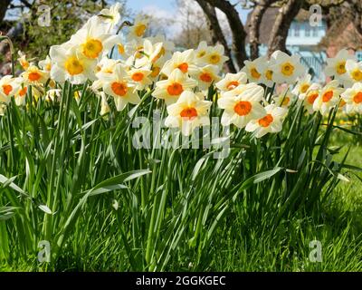 Kleinkroniger Narzissen (Narcissus pseudonarcissus) „Barrett Browning“ Stockfoto