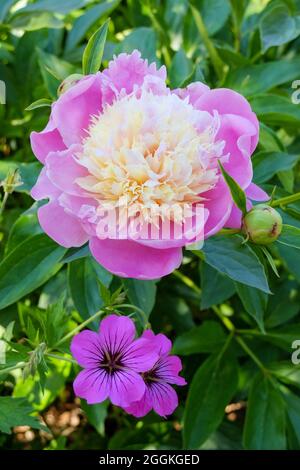 Pfingstrose (Paeonia lactiflora Hybrid) 'Bowl of Beauty' mit Cranesbill (Geranium) Stockfoto