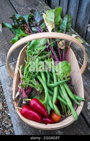 Ein Trug, der gepflücktes, selbst angebautes Gemüse aus dem Gemüsegarten oder der Zuteilung enthält. Stockfoto