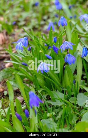 Der sibirische Squill (Scilla siberica) Stockfoto