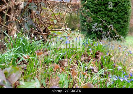 Der sibirische Squill (Scilla siberica) Stockfoto