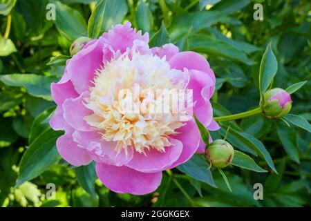 Pfingstrose (Paeonia lactiflora Hybrid) „Bowl of Beauty“ Stockfoto