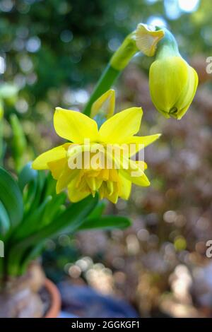 Doppelzwerg-Narzissen (Narcissus cyclamineus) „Tete Boucle“ Stockfoto