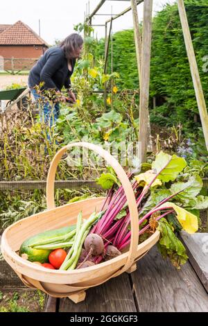 Ein Trug mit gepflücktem Gemüse aus eigenem Anbau und einer Frau, die im Garten arbeitet. Stockfoto