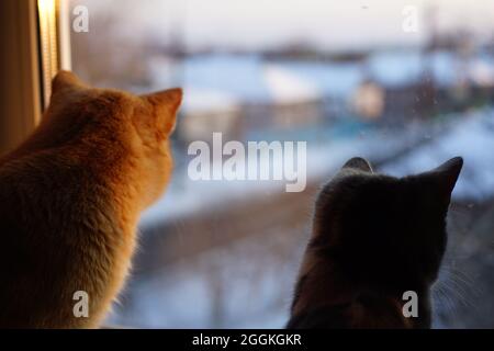 Zwei Katzen ruhen im Winter auf einer sonnigen Fensterbank und schauen nach draußen. Rückansicht Nahaufnahme Stockfoto