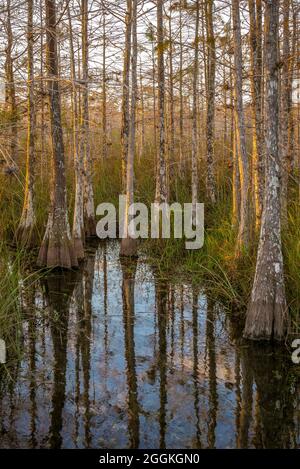 Zwerg Cypress Wald. Die Everglades National Park. Florida. USA. Stockfoto