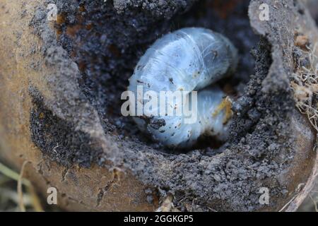 Die Larve des Maikäfers frisst die Kartoffel. Gewöhnlicher Hahnenkäfer oder Maikäfer in der Kartoffel. Melolontha. Stockfoto