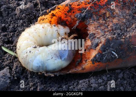 Die Larve des Maikäfers frisst Karotte. Gewöhnlicher Hahnenkäfer oder Maikäfer in der Karotte. Melolontha. Stockfoto