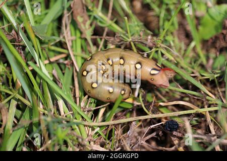 Larve von Hyles gallii oder Sphinx gallii. Es wird manchmal Larve von Bettstroh Falkenmotte genannt. Stockfoto