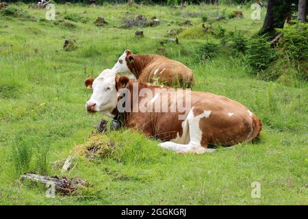 Kuh, Mutterkuh, Jungkuhzucht Fleckvieh auf Weide, Seins Alm, Isartal, Mittenwald, Oberbayern, Bayern, Deutschland Stockfoto