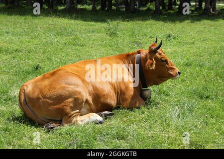 Kuh, Mutterkuh, Jungkuh, Rasse Murennau-Werdenfelser auf der Alm, Seins Alm, Isartal, Mittenwald, Oberbayern, Bayern, Deutschland Stockfoto