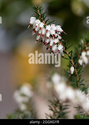 Schneeheide, Erica carnea var.alba Stockfoto