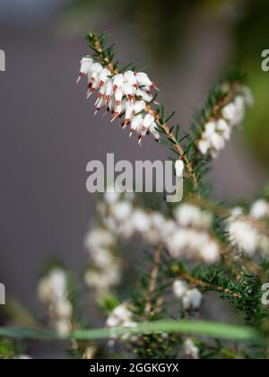 Schneeheide, Erica carnea var.alba Stockfoto