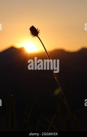 Gras, Gräser im letzten Sonnenlicht - Sonnenuntergang mit Silhouette im Hintergrund vor der untergehenden Sonne bei einer abendlichen Bergwanderung, Krün, Isartal, Oberbayern, Bayern, Deutschland, Europa Stockfoto