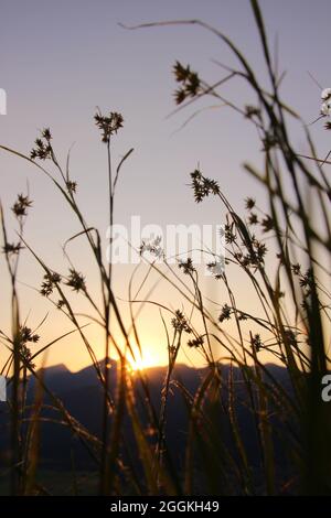 Gras, Gräser im letzten Sonnenlicht - Sonnenuntergang mit Silhouette im Hintergrund vor der untergehenden Sonne bei einer abendlichen Bergwanderung, Krün, Isartal, Oberbayern, Bayern, Deutschland, Europa Stockfoto