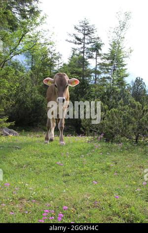 Kuh oder Kalb auf der Alm, neben Rad- und Wanderweg im Karwendeltal, Österreich, Tirol, Karwendel, Stockfoto