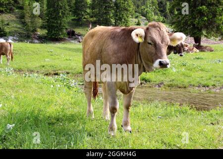 Kuh oder Kalb auf der Alm, Angeralm, neben Rad- und Wanderweg im Karwendeltal, Österreich, Tirol, Karwendel, Stockfoto