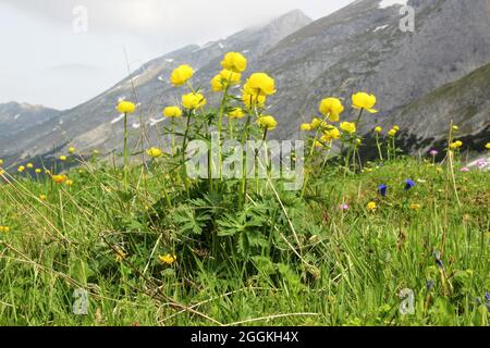 Globenblume (Trollius europaeus) im Tiroler Karwendelgebirge, Tirol, Österreich, Karwendel, Bergkette im Hintergrund Stockfoto