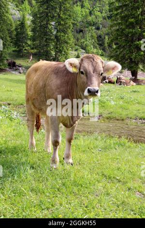 Kuh oder Kalb auf der Angeralm, neben Rad- und Wanderweg im Karwendeltal, Österreich, Tirol, Karwendel Stockfoto