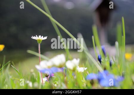 Alpenblumenwiese mit Gänseblümchen (Bellis perennis) im Vordergrund, weiße Silberwurz, (Dryas octopetala), Kreuzung am Karwendelhaus Richtung kleiner Ahornboden, Karwendelgebirge, Tirol, Österreich Stockfoto