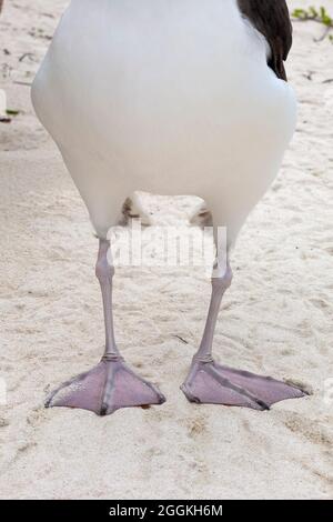 Auf dem Sand des Strandes stehend, stehen die Beine von Albatross und die Füße mit rosa Webbeet Stockfoto