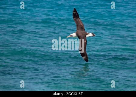 Der über der Wasseroberfläche fliegende LAysan Albatross in der Midway Atoll Lagune im Papahanaumokuakea Marine National Monument Stockfoto