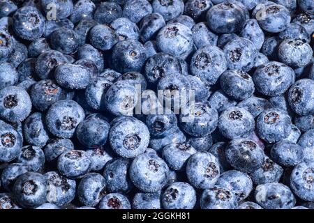 Frische reife Heidelbeeren Hintergrund Stockfoto