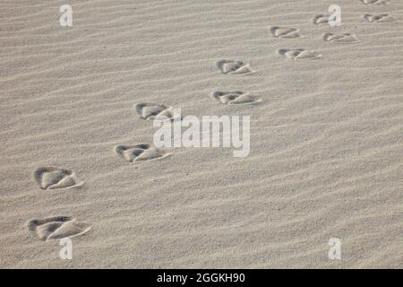 Laysan Albatross-Fußabdrücke von Vögeln, die im Strandsand weggehen Stockfoto