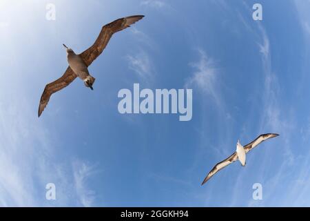 Schwarzfuß-Albatross und Leysan Albatross schweben durch den Himmel über einer pazifischen Insel. Phoebastria immutabilis, Phoebastria nigripes Stockfoto